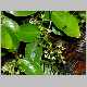 hedyotis terminalis.jpg
